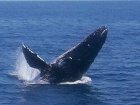 Whale Watching Capital Tours Hervey Bay